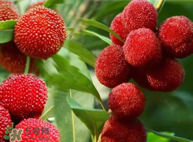 吃楊梅會感染sk5病毒嗎？吃楊梅感染sk5病毒是真的嗎？