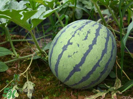 麒麟瓜多少錢一斤？麒麟瓜多少錢一斤2017？