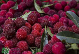 吃楊梅中毒是真的嗎？吃楊梅會(huì)中毒嗎？