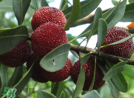 吃楊梅中毒是真的嗎？吃楊梅會(huì)中毒嗎？