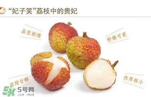 貴妃荔枝是哪里的？貴妃荔枝的產(chǎn)地是哪里