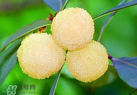 吃楊梅中毒怎么辦？吃楊梅中毒的癥狀