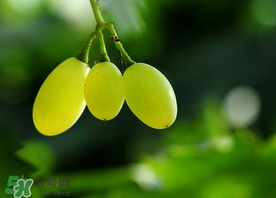 青提孕婦可以吃嗎？孕婦可以吃青提子嗎？