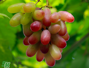 提子熱量高嗎？提子熱量是多少？