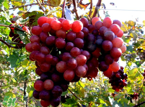 提子熱量高嗎？提子熱量是多少？