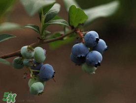 藍(lán)莓和蝦能一起吃嗎？吃藍(lán)莓后能吃蝦嗎？