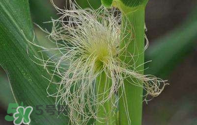 玉米須怎么吃降血糖？玉米須如何降血糖