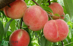 水蜜桃可以和香蕉一起吃嗎？水蜜桃可以跟香蕉同吃嗎？