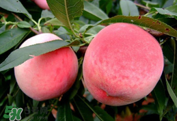 毛桃吃多了會(huì)怎么樣？毛桃吃多了好不好？