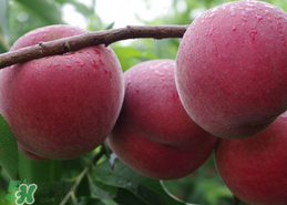 毛桃吃多了會(huì)怎么樣？毛桃吃多了好不好？