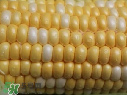 水果玉米孕婦能吃嗎？懷孕可以吃水果玉米嗎