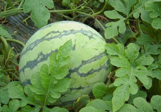 麒麟瓜多少錢一斤？麒麟瓜多少錢一斤2017？