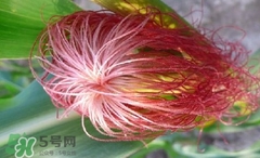 玉米須怎樣保存？玉米須可以曬干保存嗎？