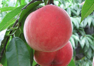 毛桃吃多了會(huì)怎么樣？毛桃吃多了好不好？