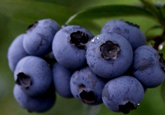 藍(lán)莓熱量高嗎？藍(lán)莓醬熱量高嗎？