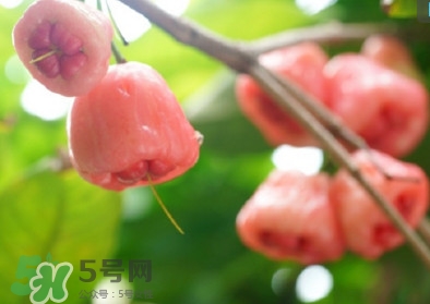 蓮霧什么季節(jié)吃最好？什么品種的蓮霧最好吃