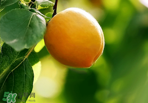 六月份還有柚子嗎？六月份哪里能買到柚子？