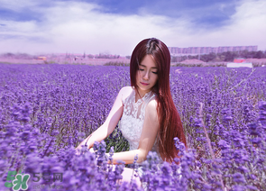 六月份還有薰衣草嗎？6月份哪里有薰衣草？