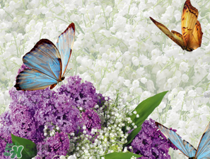 六月份還有薰衣草嗎？6月份哪里有薰衣草？