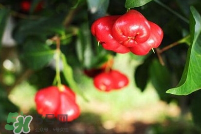 黑金剛蓮霧好吃嗎？黑金剛蓮霧多少錢一斤2017？