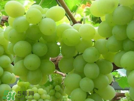 青提什么時候成熟？青提什么時候上市？