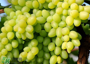 青提不能和什么一起吃？青提哪些人不能吃？