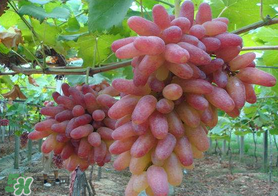 提子和桃子能一起吃嗎？提子和桃子一起吃好嗎？