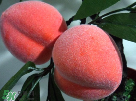 提子和桃子能一起吃嗎？提子和桃子一起吃好嗎？