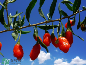 楊梅酒可以放枸杞嗎？楊梅酒里面可以加枸杞嗎？