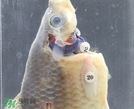 福爾馬林是泡尸水嗎？福爾馬林的作用是什么