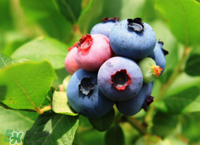 藍莓熱量高嗎？藍莓醬熱量高嗎？