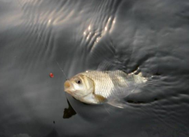 六月份怎么釣鯽魚？6月份釣鯽魚用什么餌料？