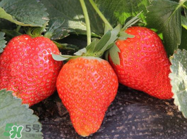 夏天可以種草莓嗎？草莓夏天怎么種？