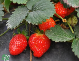 夏天可以種草莓嗎？草莓夏天怎么種？