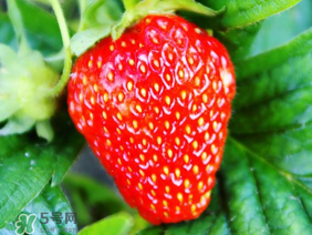 夏天有草莓嗎？夏天草莓結果嗎？