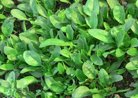 夏天可以種菠菜嗎？夏天菠菜為什么難種植？
