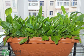 夏天可以種菠菜嗎？夏天菠菜為什么難種植？