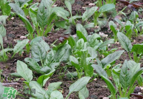 夏天可以種菠菜嗎？夏天菠菜為什么難種植？