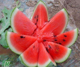 麒麟瓜和8424一樣嗎？麒麟瓜好吃還是8424瓜好吃？