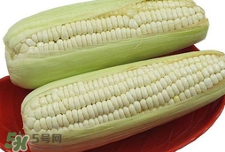 糯玉米怎么保存時(shí)間長？新鮮的糯玉米如何保存