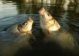 六月份怎么釣鯉魚？六月份釣鯉魚技巧