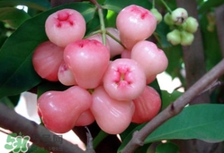 蓮霧什么季節(jié)吃最好？什么品種的蓮霧最好吃