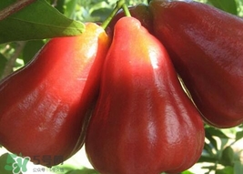 黑金剛蓮霧好吃嗎？黑金剛蓮霧多少錢一斤2017？