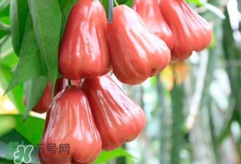 蓮霧什么季節(jié)成熟？蓮霧什么時候成熟