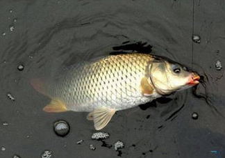 六月份怎么釣鯽魚？6月份釣鯽魚用什么餌料？