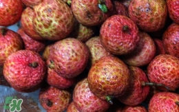 荔枝泡藥水是怎么回事？如何識(shí)別泡過藥水的荔枝