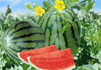 麒麟瓜和8424一樣嗎？麒麟瓜好吃還是8424瓜好吃？