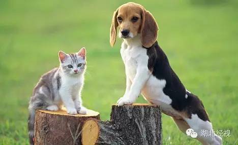 電蚊拍可以帶上火車嗎？電蚊拍可以帶上動(dòng)車嗎？