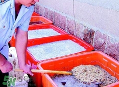 福爾馬林對人體有什么傷害？如何去除食物中的福爾馬林