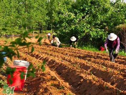 六月份可以栽地瓜嗎？六月份種紅薯晚嗎？